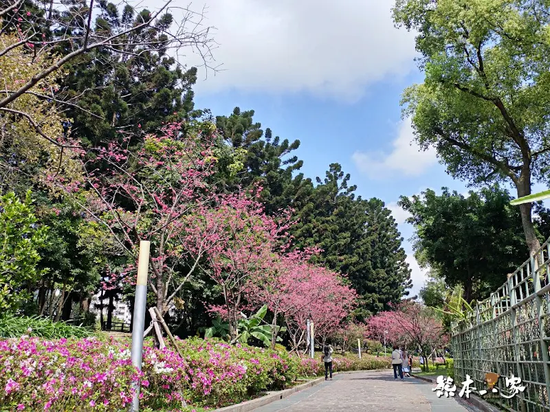 中正紀念堂櫻花花況3月拍攝｜中正紀念堂賞櫻地圖｜原生櫻花區-大漁櫻-山櫻花-重瓣緋寒櫻