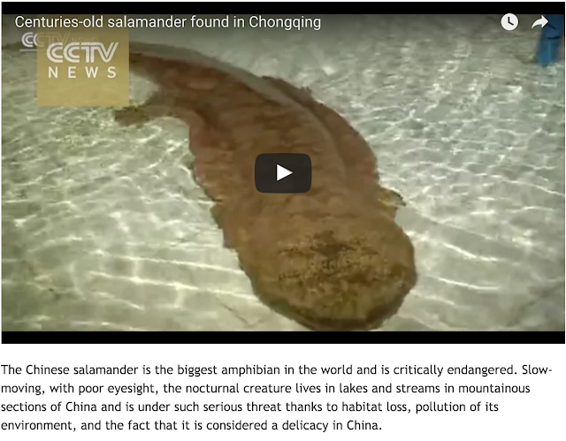 http://news.discovery.com/animals/endangered-species/rare-giant-salamander-found-in-cave-in-china-151215.htm?utm_source=facebook.com&utm_medium=social&utm_campaign=DNewsSocial