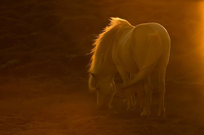 beautiful horses