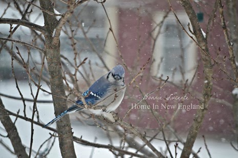 blue jay