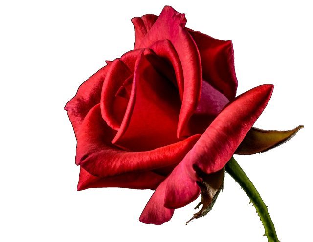 Png Red Rose