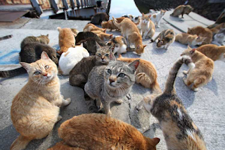 perawatan kucing kampung