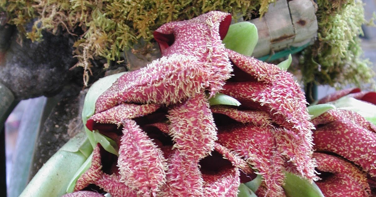 CENTRA ANGGREK  Bulbophyllum Phalaenopsis anggrek  dasi 