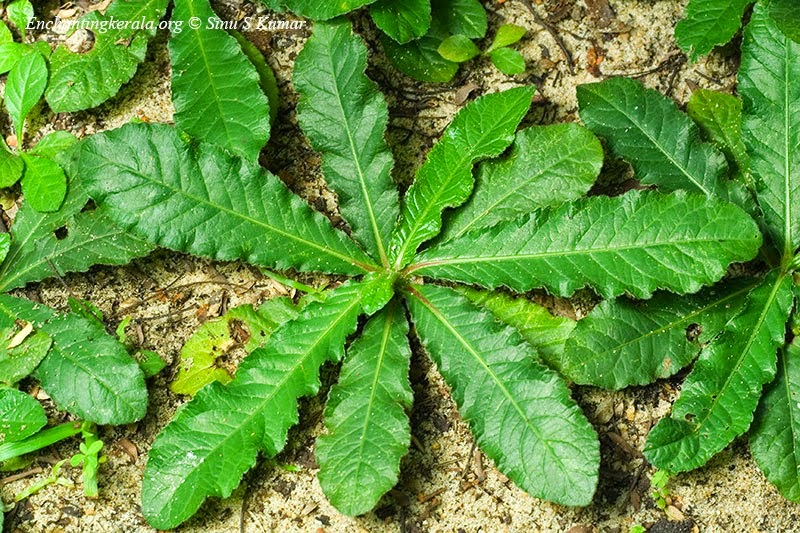 Bentuk Pangkal Daun  Basis Folii MUNAWI INSIDE