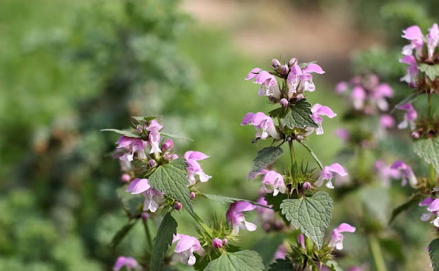 Lamium Maculatum Flowers Pictures