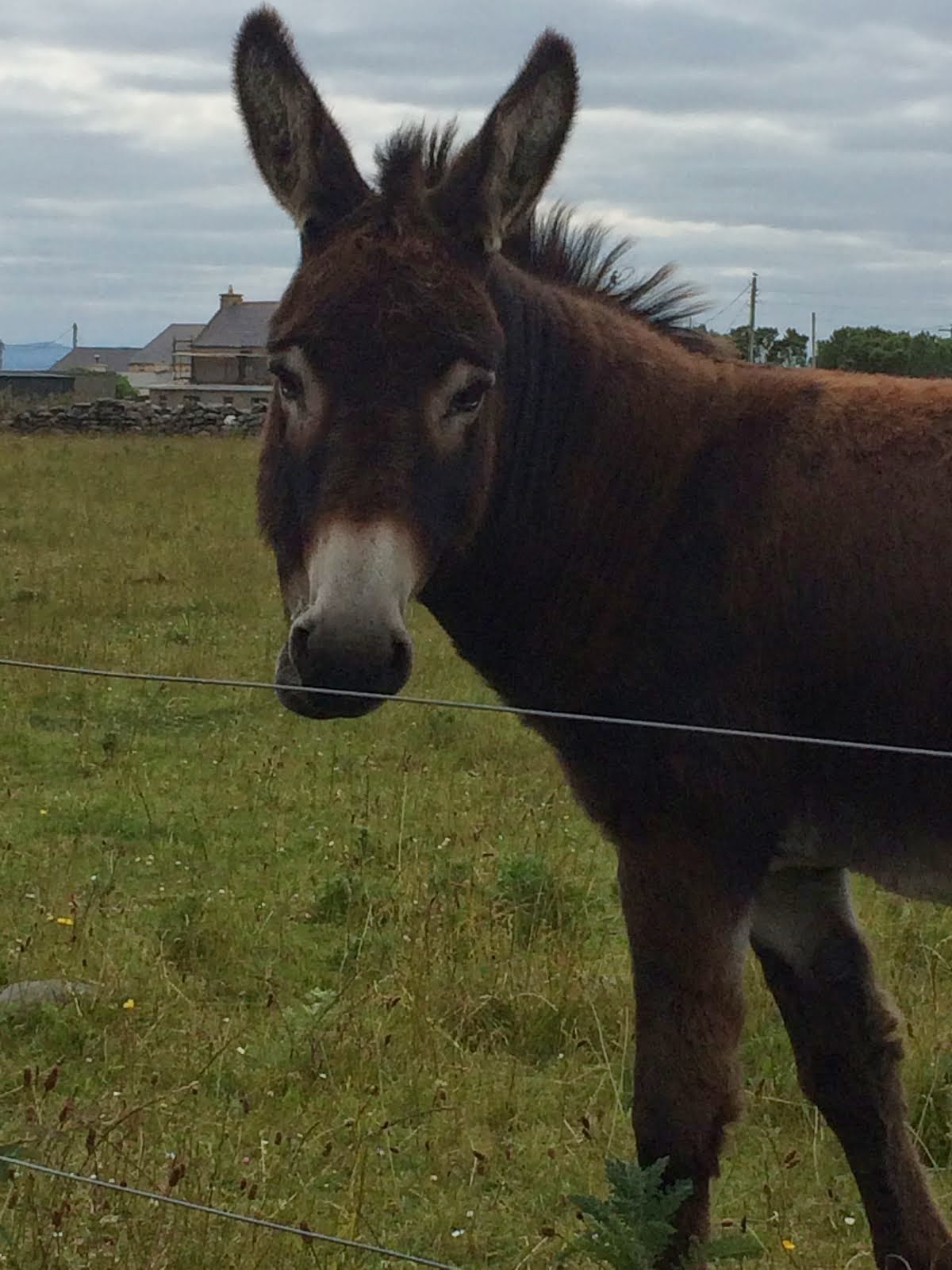 Donkey Love.