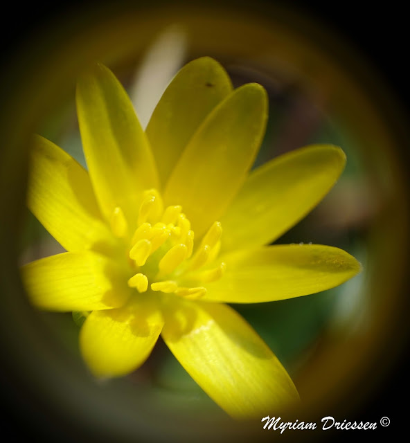 fleur de ficaria Montagne Noire Tarn