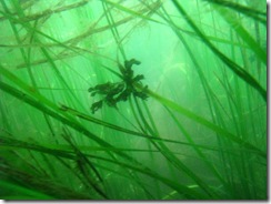 4711 Sea Life Discovery by Semi-Sub Sitka AK