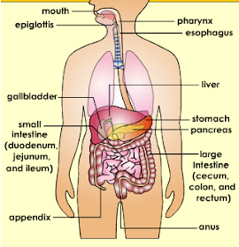 Diagram of digestive system | Simple digestive system diagram | Digestive system easy