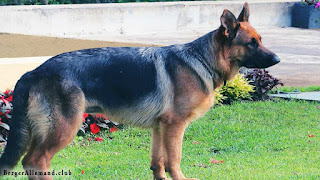 berger allemand dans un jardin