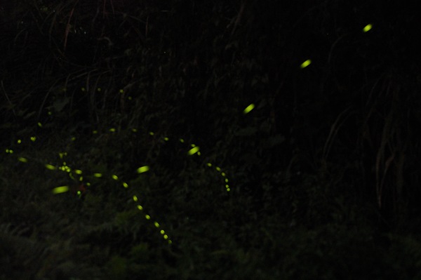 DSC_5940 DSC_5940