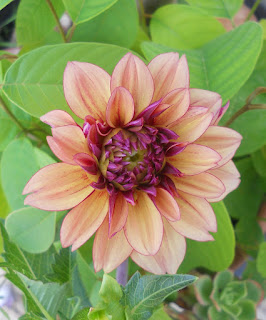 dahlia creme de cognac