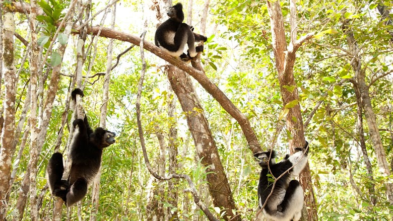Madagascar: L'isola dei Lemuri 2014 streaming ita