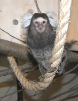 One of the marmosets