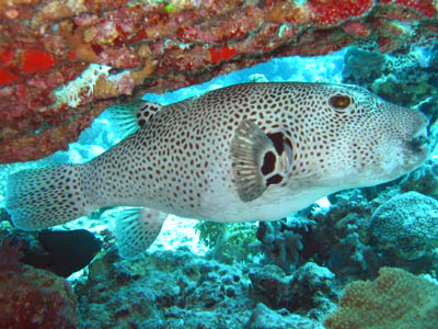 THE ANIMAL WILDLIFE GIANT PUFFER FISH