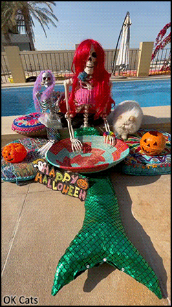 Halloween Cat GIF • Trick or treat?  Trick or Meow? Wonderful fluffy Halloween near the swimming pool! [ok-cats.com]