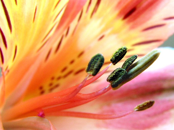 Alstroemeria