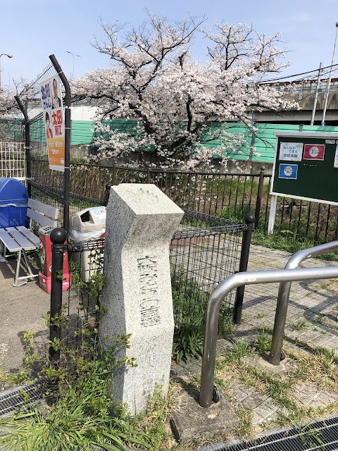 【寝屋川市】幹線用水路の桜（大阪みどりの百選）