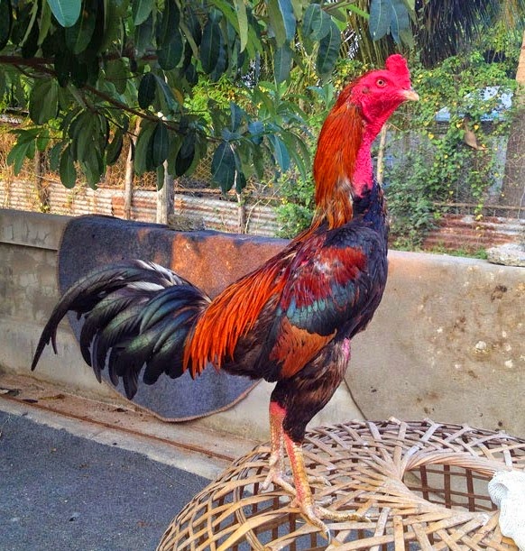 Ciri Ayam  Aduan Bangkok  Birma dari Thailand  Ayam  Juara 