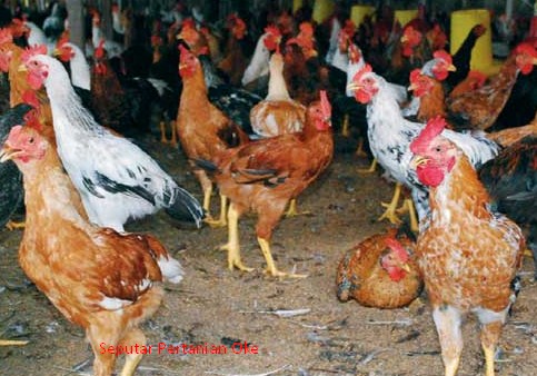 1201 Panduan Umum Cara Budidaya Ayam Kampung - REFERENSI ...