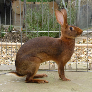 Kelinci Belgian Hare