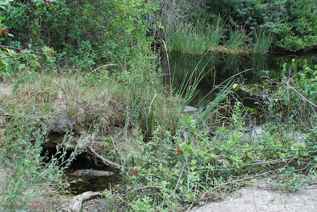 Big Cypress National Preserve