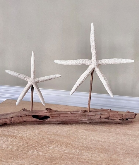 Starfish mounted on Driftwood Log Stand