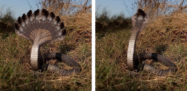 10 head cobra in Sri Lanka Jafna  Sri lanka Funny images 