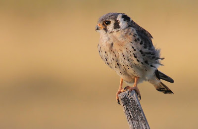 rapaces de Argentina Halconcito colorado Falco sparverius