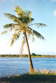 gambar pohon kelapa