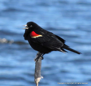 Red-winged Blackbird