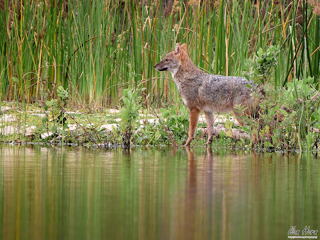 Golden Jackal