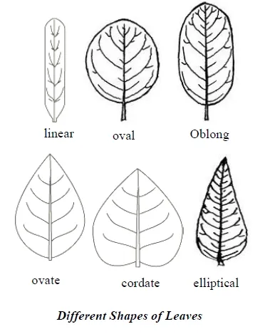 different shapes of plant leaves