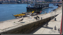 Rabelos e gaivotas