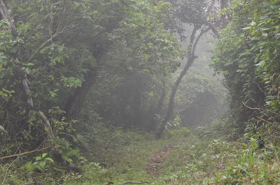 Brahmagiri Wildlife Sanctuary