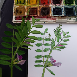 Vetch illustration by Alice Draws The Line