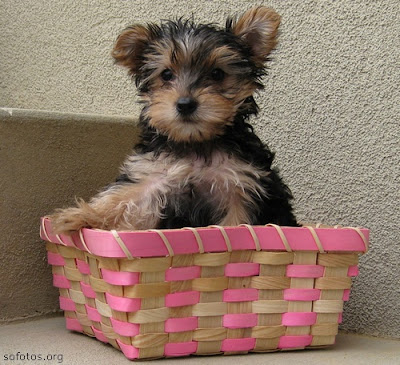 Filhotes de Yorkshire terrier