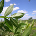 Fresno de hoja estrecha (Fraxinus angustifolia)