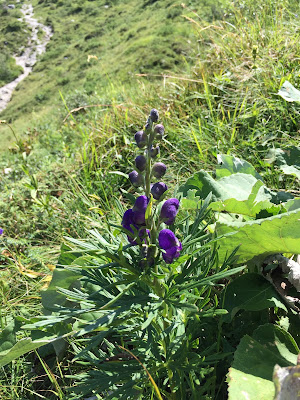 Aconitum napellus – Monk’s-Hood (Aconito napello).