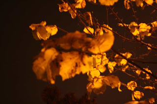 hazel leaves by streetlight