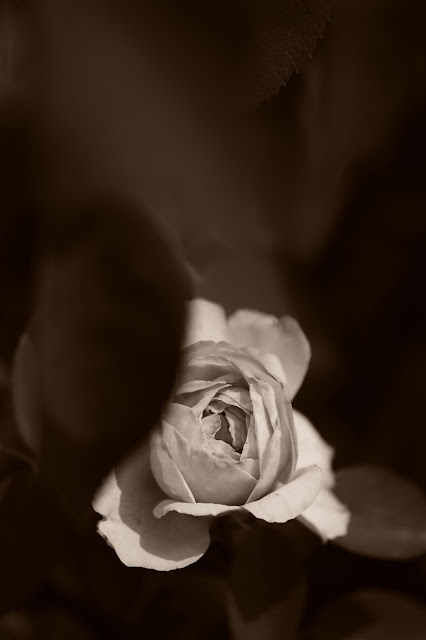 St. Swithun Rose, rose, english rose, amy myers photography