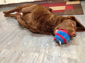 Cute dogs - part 8 (50 pics), dog lays down and chewing his toy