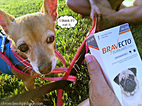 Chihuahua eyeing a box of Bravecto