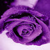 Purple Rose Wallpapers