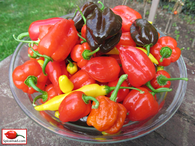 Chilli Harvest - 12th October 2019