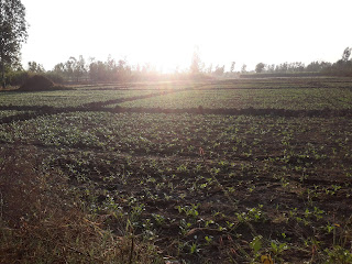 Morning view in fields look great.