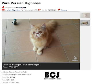 kucing untuk dijual