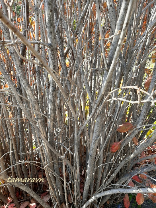 Калина буреинская (Viburnum burejaeticum)