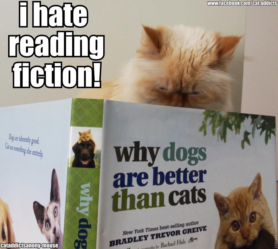  these awesome, silly, and most funny pictures of cats with captions