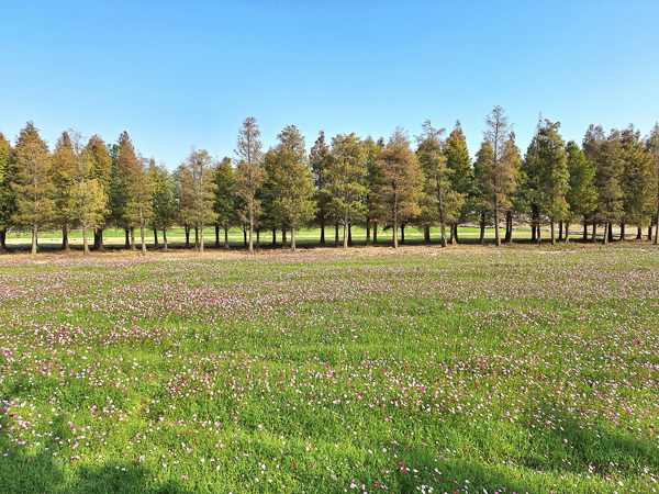 台南六甲落羽松森林花海繽紛又療癒，菁埔濕地公園步道好賞景